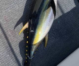 canyon-sportfishing-trips-cape-cod-tuna