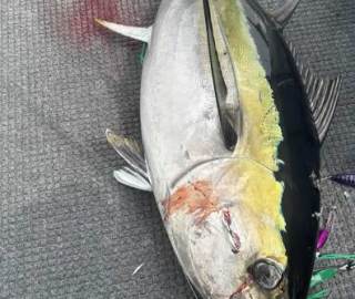 offshore-canyon-fishing-trips-tuna-2024