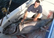 blue-fin-tuna-hyannis-fishing