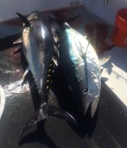 bluefin-sportfishing-hyannis