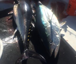 bluefin-sportfishing-hyannis