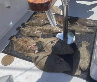 fluke-flounder-hyannis-sportfishing-2023
