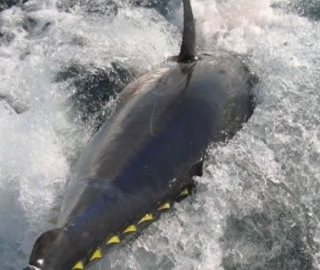 predatuna-offshore-canyon-sportfishing-cape-cod-2-day