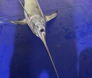swordfish-canyon-sportfishing-trips-cape-cod-hyannis