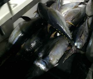tuna-canyon-trips-cape-cod-hyannis