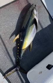 canyon-sportfishing-trips-cape-cod-tuna