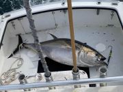 sportfishing-cape-cod-hyannis-2020-8