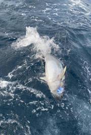 sportfishing-cape-cod-hyannis-2020-9