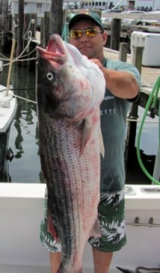 Striped Bass Fishing Cape Cod