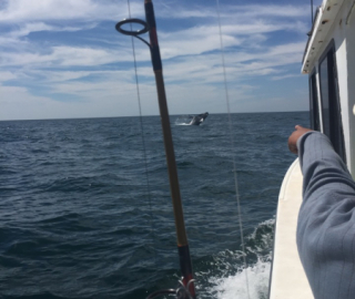Hyannis fishing