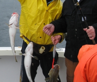 Cod Fishing Hyannis