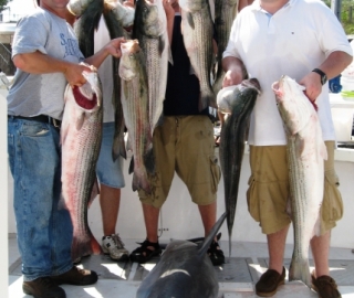 Shark Fishing Cape Cod