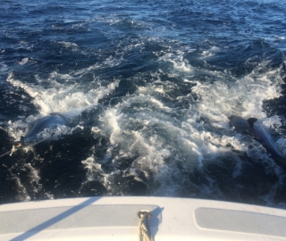 Hyannis Sportfishing 2016