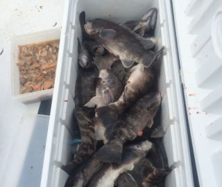 Hyannis Sportfishing 2016