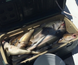 Hyannis Sportfishing 2016