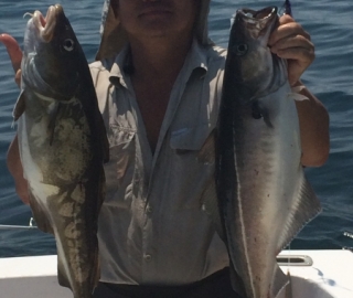 Hyannis Sportfishing 2016