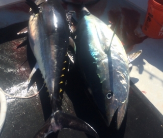 Tuna Hyannis Sportfishing 2016