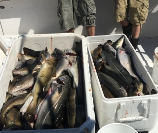 Hyannis Sportfishing 2016
