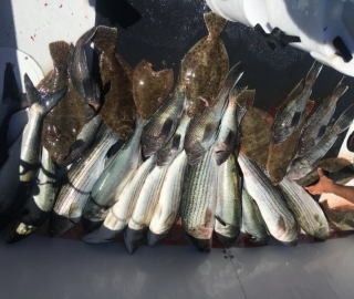 Striped Bass Fishing Hyannis