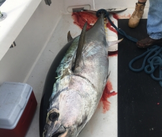 Hyannis Sportfishing 2016