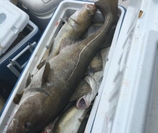Hyannis Sportfishing 2016