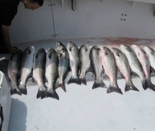 Striper Sportfishing Cape Cod
