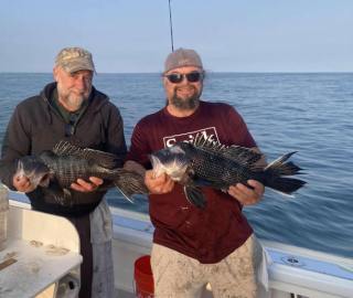 black-sea-bass-cape-cod-sportfishing-2023