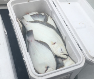 Fluke Fishing Nantucket Shoal