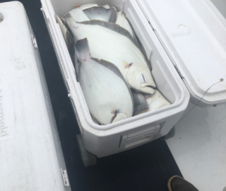 Hyannis Flounder Fishing
