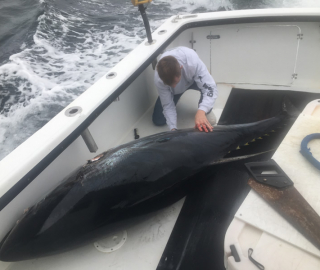 Tuna Sportfishing Cape Cod