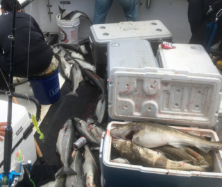 Cape Cod Sportfishing Hyannis