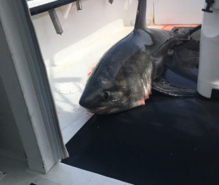 Shark Fishing Cape Cod