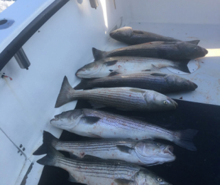 Striped Bass Fishing Cape Cod