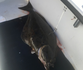 Sportfishing Hyannis Cape Cod