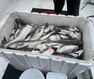 predatuna-sportfishing-cape-cod-2022-1