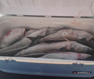 predatuna-sportfishing-cape-cod-2022-3