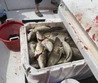 predatuna-sportfishing-cape-cod-2022-5