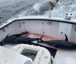 predatuna-sportfishing-cape-cod-2022-9