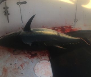 Shark Fishing Cape Cod