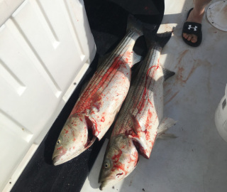 Sportfishing Cape Cod