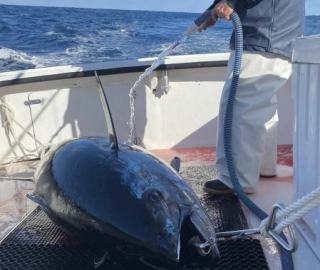 sportfishing-cape-cod-hyannis-2020-10