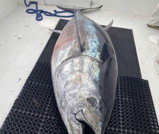 sportfishing-cape-cod-hyannis-2020-11