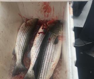 sportfishing-cape-cod-hyannis-2020-2