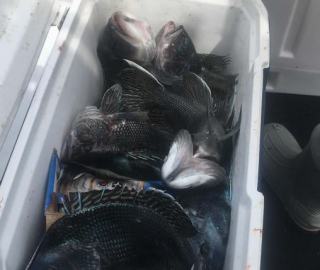 sportfishing-cape-cod-hyannis-2020-4