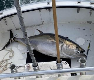 sportfishing-cape-cod-hyannis-2020-8
