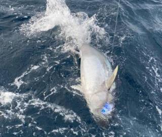 sportfishing-cape-cod-hyannis-2020-9