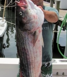 Striped Bass Fishing Cape Cod