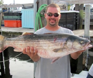 Striped Bass Fishing Hyannis