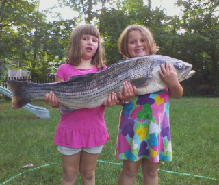 Striped Bass Fishing