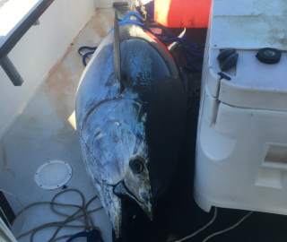 Tuna Sportfishing Cape Cod
